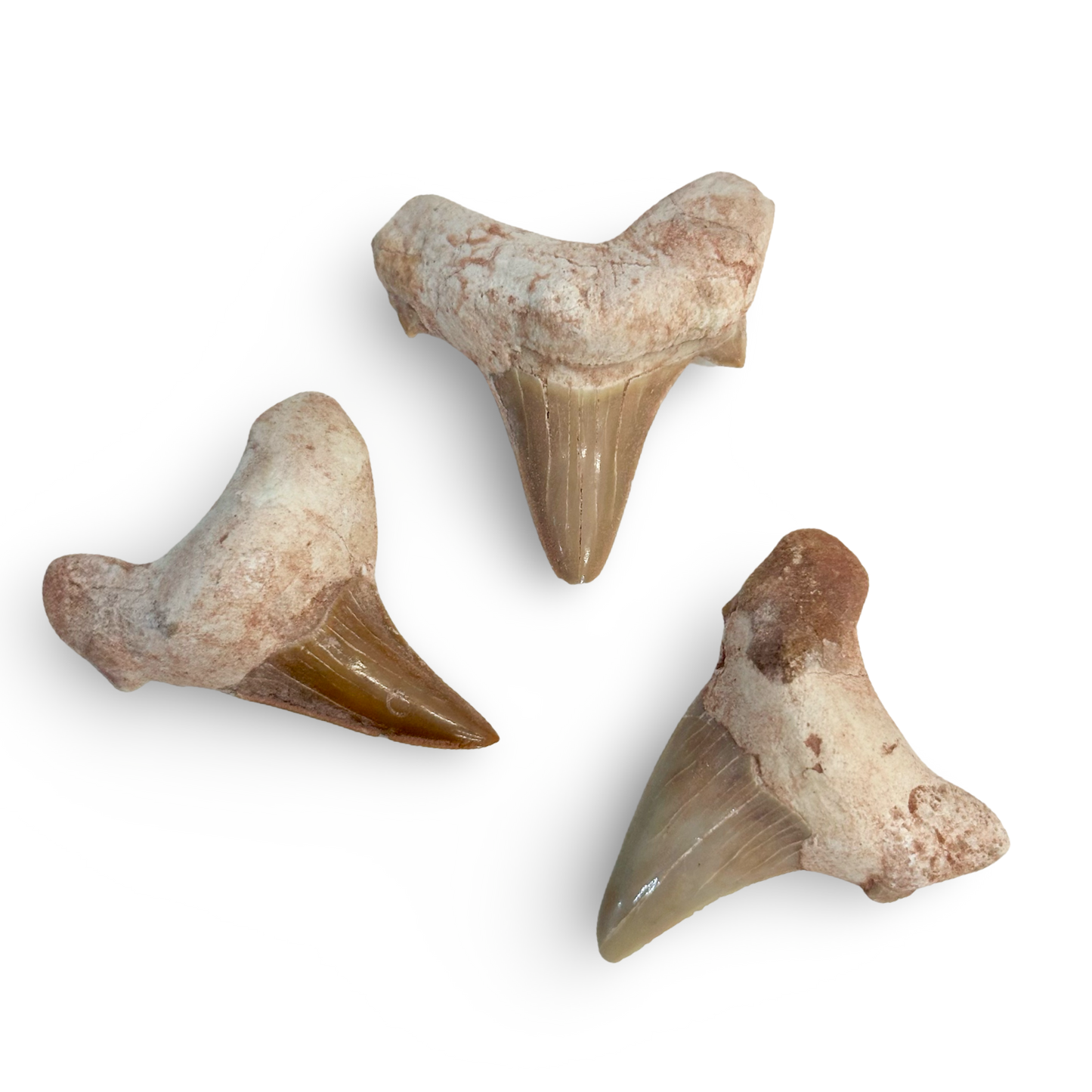 Natural Mako Shark Tooth Fossil – Morocco | 1” Approx | Authentic Prehistoric Shark Teeth