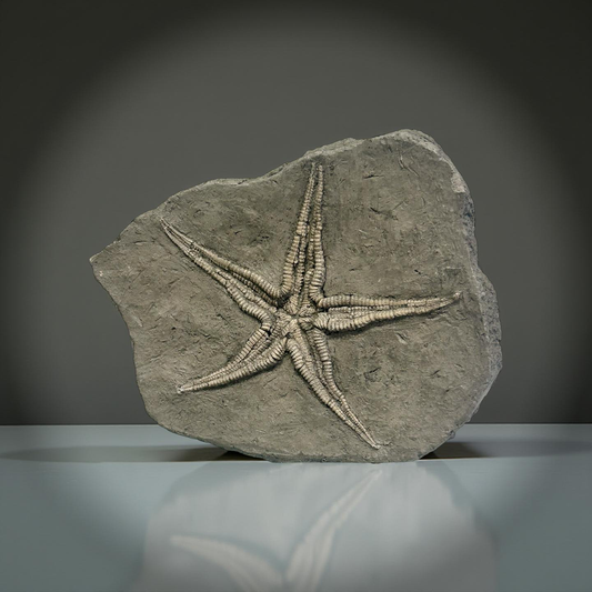 Fossilized Starfish From France