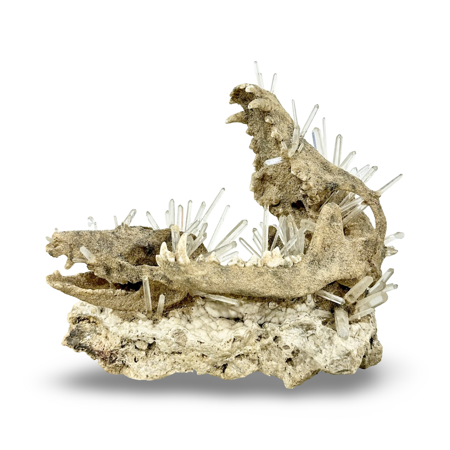 Handmade Coyote & Possum Skull Crystal Sculpture on Quartz Matrix – Unique Bone & Quartz Art