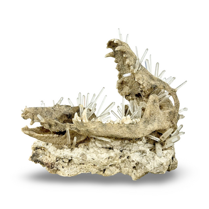 Handmade Coyote & Possum Skull Crystal Sculpture on Quartz Matrix – Unique Bone & Quartz Art