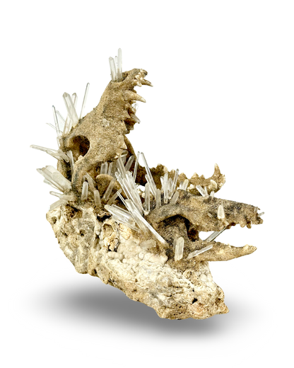 Handmade Coyote & Possum Skull Crystal Sculpture on Quartz Matrix – Unique Bone & Quartz Art
