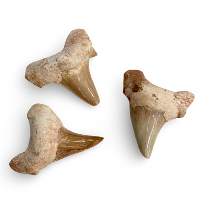 Natural Mako Shark Tooth Fossil – Morocco | 1” Approx | Authentic Prehistoric Shark Teeth